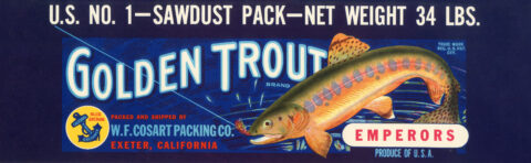 Golden Trout